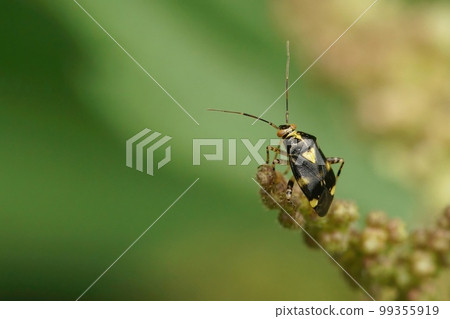 A closeup shot of a common nettle capsid bug, Liocoris tripustulatus, on a green leaf in the garden 99355919