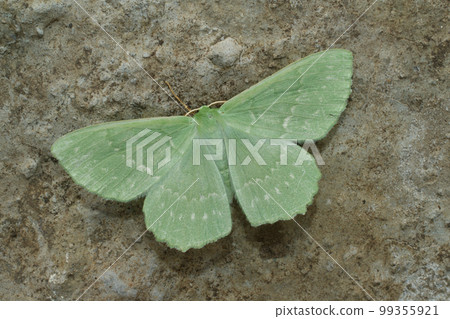 Closeup on the colorful soft green Large Emerald geometer moth, Geometra papilionaria with spread wings Closeup on the colorful soft green Large Emerald geometer moth, Geometra papilionaria with spread wings 99355921
