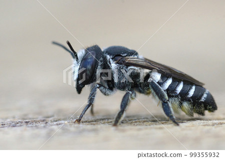 Closeup on a female Small Centaurea Leafcutter bee , Megachile apicalis form Southern France sitting on a piece of wood Closeup on a female Small Centaurea Leafcutter bee , Megachile apicalis form Southern France sitting on a piece of wood 99355932