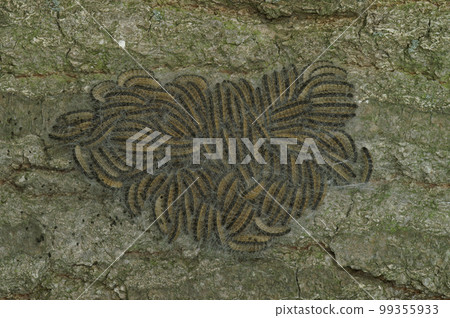 Closeup on an aggregation of the dangerous Oak processionary moth,Thaumetopoea processionea, caterpillar with their toxic stinging hairs 99355933
