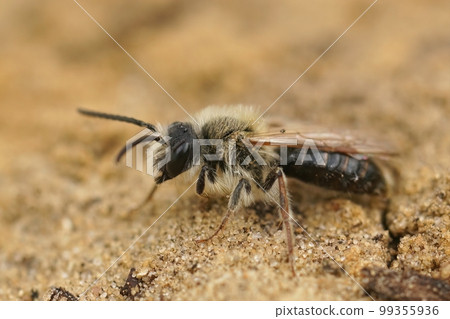 Closeup on a decolored male Orange tailed mining bee, Andrena haemorrhoa, sitting in the sand Closeup on a decolored male Orange tailed mining bee, Andrena haemorrhoa, sitting in the sand 99355936