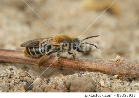 Natural closeup on a female Burbage Mining Bee, Andrena lathyri, sitting on the ground 99355938