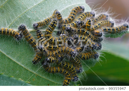 Closeup on an aggergation of the hairy , yellow caterpillars of the buff-tip moth, Phalera bucephala in the garden 99355947