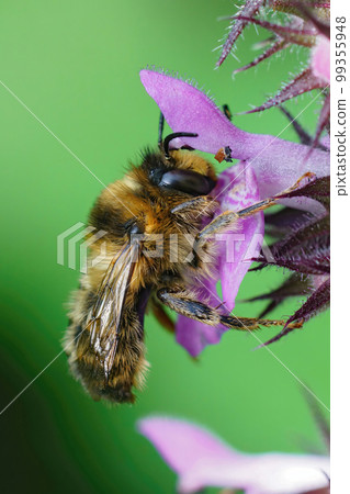 Closeup on a male fork-tailed flower bee, Anthophora furcata hanging on a purple flower of hedge woundwort, Stachys sylvatica 99355948