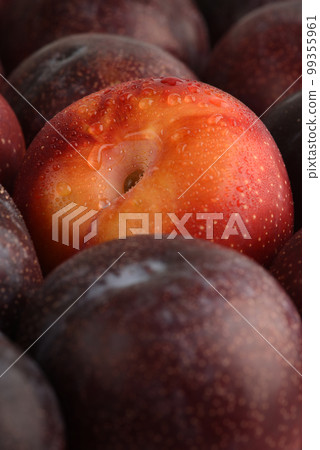 Wet red plum between dark blue plums close-up. Drops of water on a red plum. Macro shot. Natural fruit background. Texture background of fresh plums. 99355961