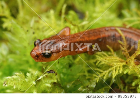 Closeup on the endangered Van Dyk's salamander , Plethodon vandykei sitting in green moss 99355975