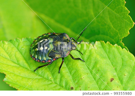 Closeup of a colorful green nymph of the Southern Green Stink Bug, Nezara virudula 99355980