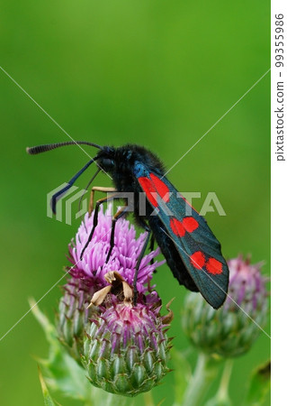 Closeup of the colorful diurnal Six- spot burnet moth , Zygaena filipendulae sitting on a thistle against a green background 99355986