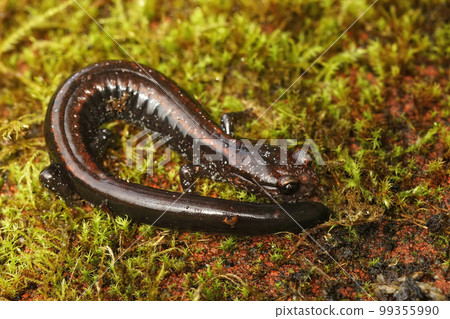 Closeup on an adult endangered Del Norte Salamander , Plethodon elongatus, in North California 99355990