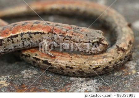 Closeup shot of a California slender salamander , Batrachoseps attenuates, curled on a stone 99355995