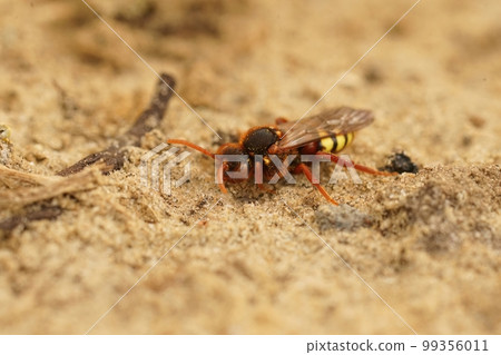 Closeup on a colorful red and yellow female Lathubry's nomad bee, Nomada lathburiana 99356011