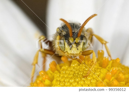 Closeup on a male Lathbury's nomad bee, Nomada lathburiana sitting on a common daisy , Bellis perrennis 99356012