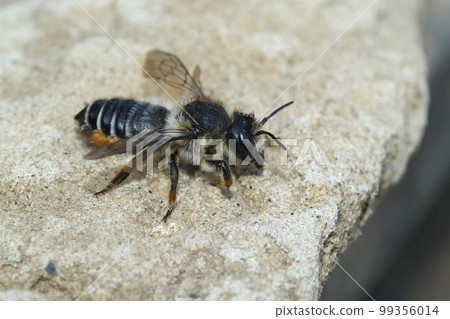 Closeup on a female Willowherb leafcutter bee, Megachile lapponica 99356014