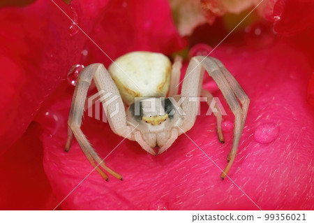 Detailed colorful closeup on a white crab spider, Misumen vatia, hiding in side a red rose Detailed colorful closeup on a white crab spider, Misumen vatia, hiding in side a red rose 99356021