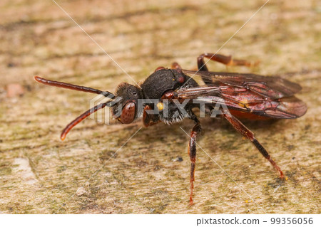 Closeup on a female Yellow shouldered nomad bee, Nomada ferruginata , sitting on wood 99356056