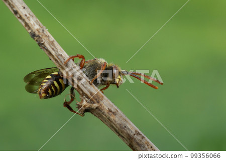 Detailed closeup on a red-eyed female Early nomad cuckoo bee, Nomada leucopthalma sitting on a twig 99356066