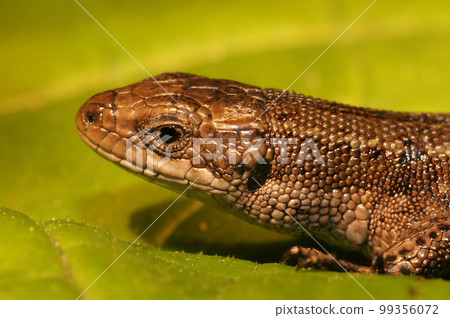 Closeup on the head of a European live-bearing lizard, Zootoca vivipara sitting on a green leaf 99356072