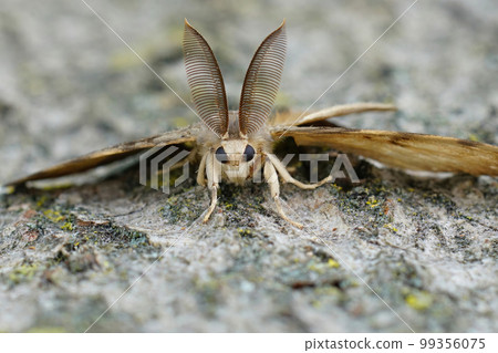 Closeup on a male Gypsy moth , Lymantria dispar with it's remarkable bat-alike antenna Closeup on a male Gypsy moth , Lymantria dispar with it's remarkable bat-alike antenna 99356075