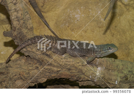 Closeup on a Madagascar or Merrem's Madagascar swift lizard, Oplurtus cyclurus sitting in a terrarium Closeup on a Madagascar or Merrem's Madagascar swift lizard, Oplurtus cyclurus sitting in a terrarium 99356078
