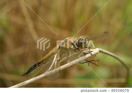 Closeup on a four spotted chaser dragonfly, Libellula quadrimaculata in the vegetation 99356079