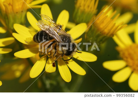 Closeup of a male yellow-legged mining bee, Andrena flavipes, perched on a yellow Senecio jacobaea flower Closeup of a male yellow-legged mining bee, Andrena flavipes, perched on a yellow Senecio jacobaea flower 99356082