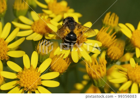 Closeup of a female yellow-legged mining bee, Andrena flavipes, perched on a yellow Senecio jacobaea flower Closeup of a female yellow-legged mining bee, Andrena flavipes, perched on a yellow Senecio jacobaea flower 99356083