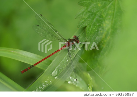 Closeup on a colorful large red damselfly, Phyrrosoma nymphula, on waterdrop covered grass 99356087