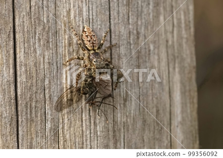 Closeup on a cute hairy Fencepost jumping spider, Marpissa muscosa with a prey 99356092