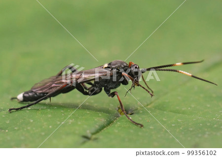 Closeup on a large and colorful Ichneumonid wasp, Vulgichneumon saturatorius sitting on a green leaf 99356102