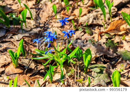 Blue scilla flower (Scilla bifolia) or Squill in forest on spring 99356179