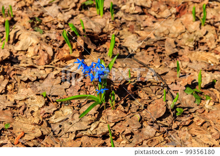 Blue scilla flower (Scilla bifolia) or Squill in forest on spring 99356180