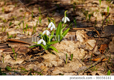 White snowdrop flowers (Galanthus nivalis) in a spring forest White snowdrop flowers (Galanthus nivalis) in a spring forest 99356181