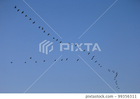 Migratory bird image 99356311
