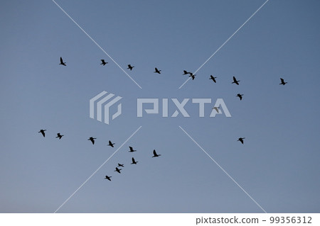 Migratory bird image 99356312