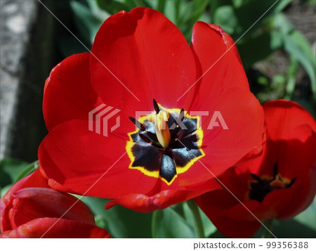 macro view of a red tulip in natural sunlight with details of stamens and pistil in the structure of a bud, a bright red spring flower close-up in a garden or park flower bed 99356388