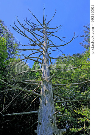 朱柏雪松 朱柏雪松 99356502