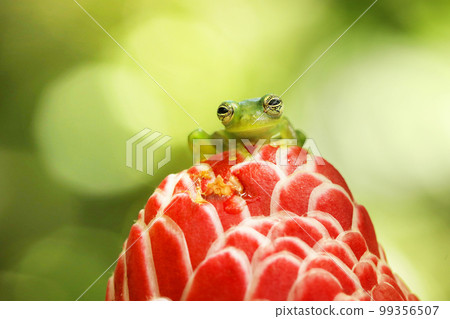 Teratohyla spinosa, Spiny Glass Frog, tinny amphibian with red flower, in nature habitat. Frog from Costa Rica, tropic forest. 99356507