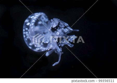 Australian spotted jellyfish (Phyllorhiza punctata) in the sea water. White blue jellyfish in nature ocean habitat. Water floating bell medusa from Pacific, Japan and Australia 99356511