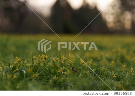 Field of yellow gagea closeup Field of yellow gagea closeup 99356598