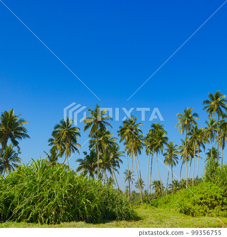 Tall coconut palms on coast of ocean. Tall coconut palms on coast of ocean. 99356755
