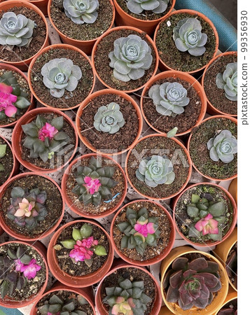 cactus marble rocks plant green clay flowers succelent cactus marble rocks plant green clay flowers succelent 99356930