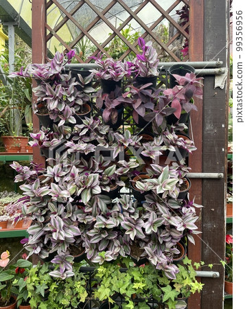 callisia pink lady purple green plant flowers in clay pot callisia pink lady purple green plant flowers in clay pot 99356956