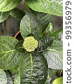 hydrangea white flowers green leaf plants garden 99356979