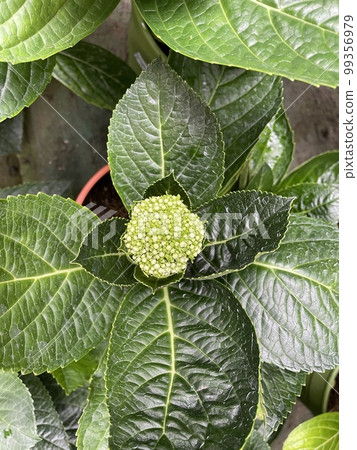hydrangea white flowers green leaf plants garden 99356979