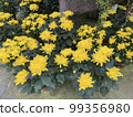 chrysanthemum yellow flowers green leaf plants in pots garden  99356980