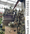 cactus succelent plant green leaf in wood marble clay pots 99356981