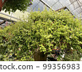peperomia serpens radiator plants green leaf in pots garden  99356983