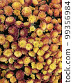Field of beautiful yellow flowers 99356984