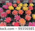 Top view of a Cactus n pot at garden.shallow dept of field  99356985