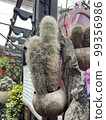 espostoa cactus garden in pot green flowers 99356986
